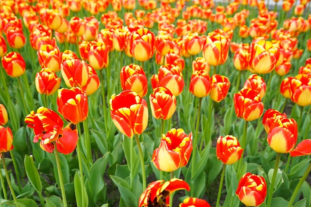 Yellow red blooming tulips in flower bed. Floral surface