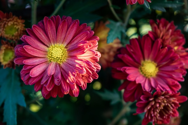 The yellow and red chrysanthemums in the park are in bloom