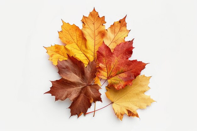 a yellow and red leaf with the word autumn on it