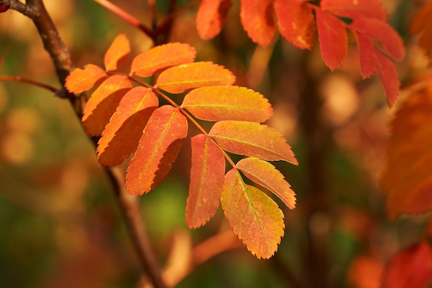 Yellow red leaves of mountain ash in the sunset.