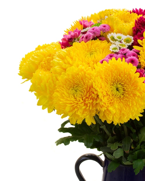 Yellow, red and pink  mum flowers bouquet  close up isolated on white background