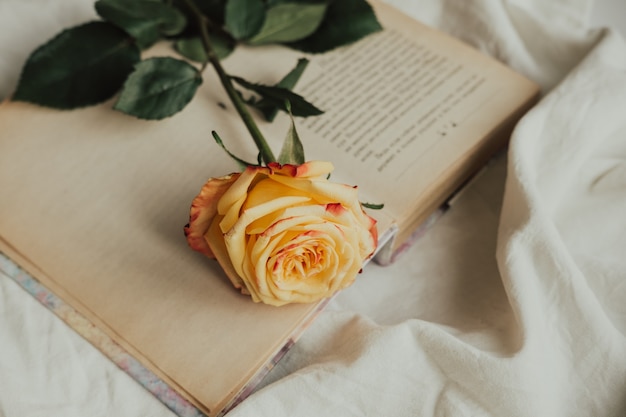 yellow-red rose on the book