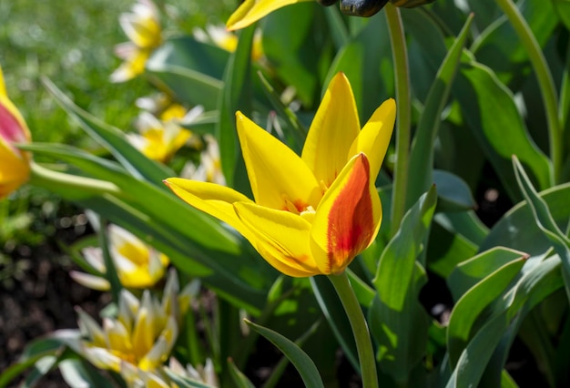 A yellow and red tulip spring first flower