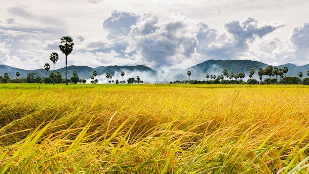 yellow rice field 