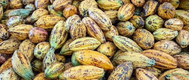 Yellow ripe Cacao pods cocoa fruit organic chocolate farm cocoa pods background