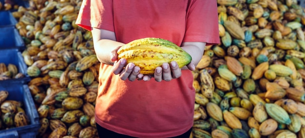 Yellow ripe Cacao pods in farmer's hand cocoa fruit organic chocolate farm cocoa pods background