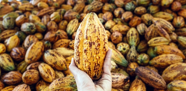 Yellow ripe Cacao pods in farmer's hand cocoa fruit organic chocolate farm cocoa pods background