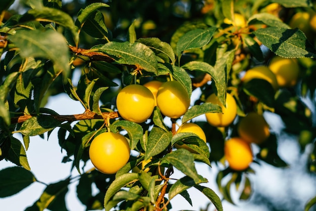 Yellow ripe cherry plums hang on branch with green leaves of plum tree illumined by morning sunlight Harvest and gardening vitamins and healthy food preservation concept soft focus