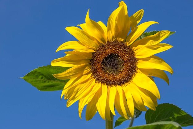 Yellow ripe sunflower against a blue sky