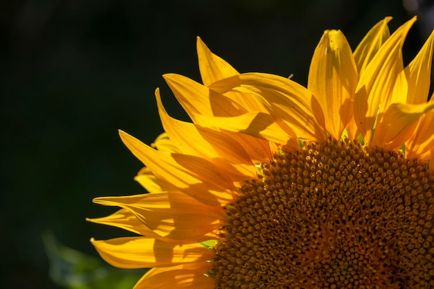 Yellow ripe sunflower closeup on a dark background