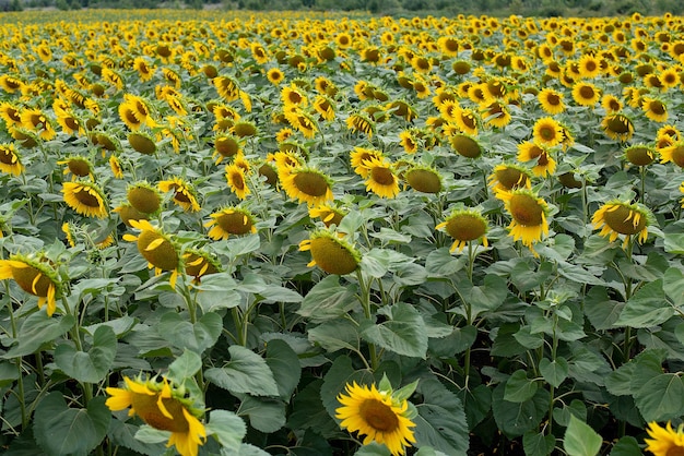 Yellow ripe sunflower flower and its seeds on the field