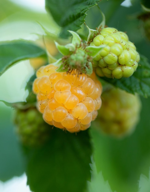 Yellow ripe and unripe raspberries on the bush.