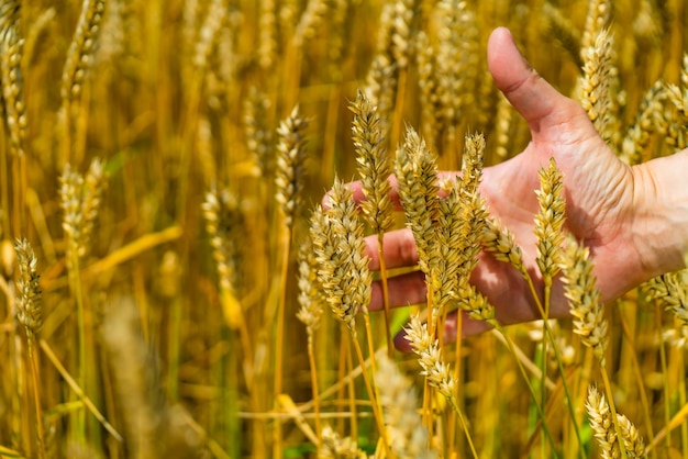 Yellow ripe wheat seeds in man hands Harvesting agriculture grain cereals