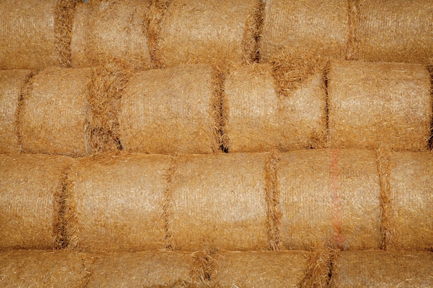 Yellow rolls of straw in the end of summer