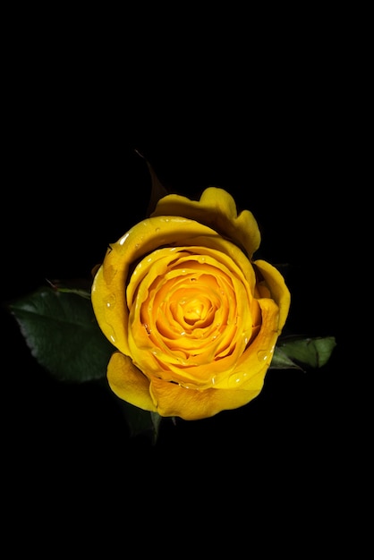 Yellow rose against black background