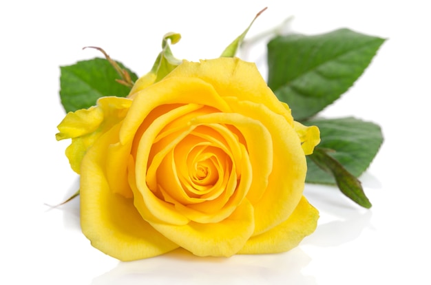 Yellow rose bud over white