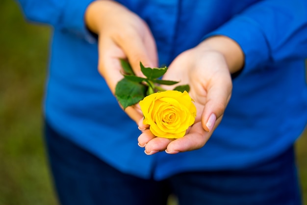 Yellow rose in female hands