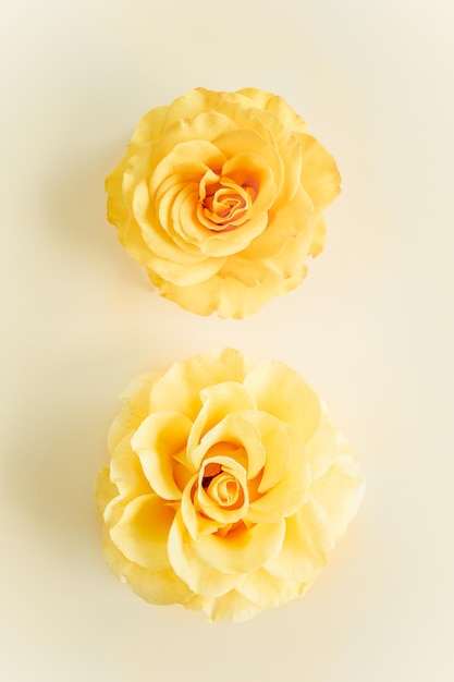 Yellow rose flower on beige background flat lay top view