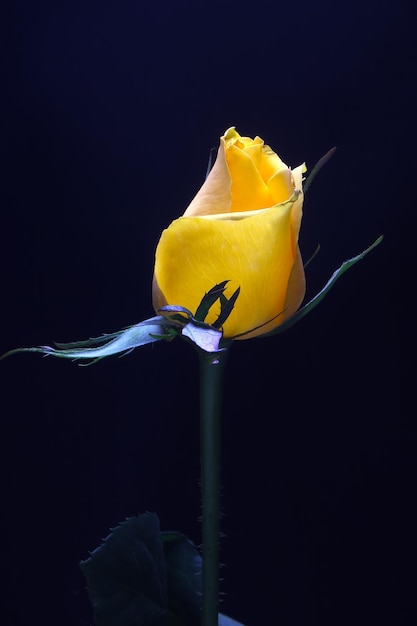 Yellow rose flower on black background