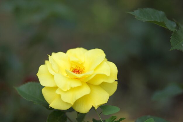 Yellow rose flower in bloom on rose plant Beautiful bush of yellow roses in a spring garden Closeup of a yellow rose