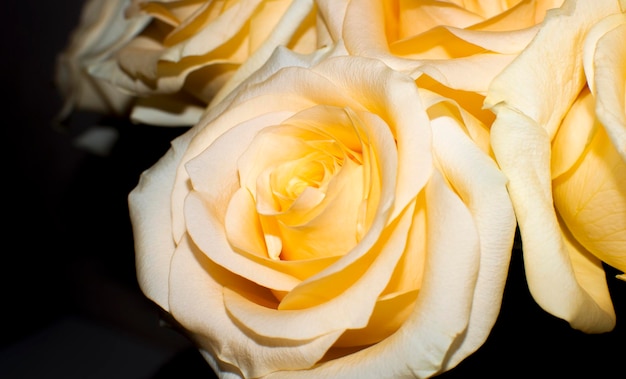 yellow rose flower in a bouquet closeup