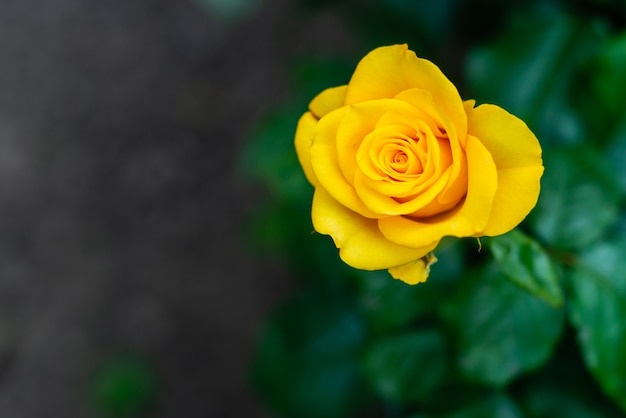 Yellow rose in the garden. 