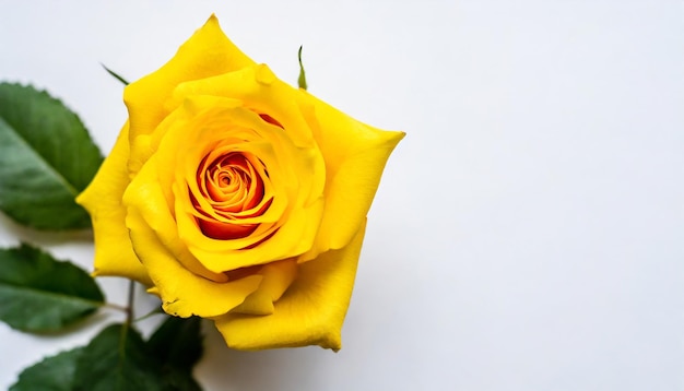 Yellow Rose on white with