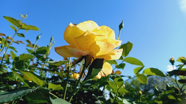 A yellow Rose with beautifu sky backgroud