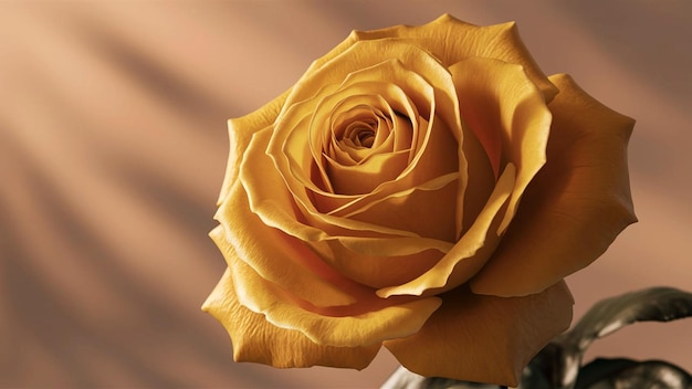 a yellow rose with a brown background