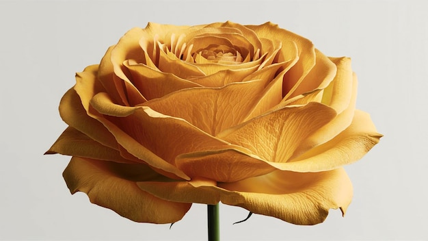 a yellow rose with a green stem