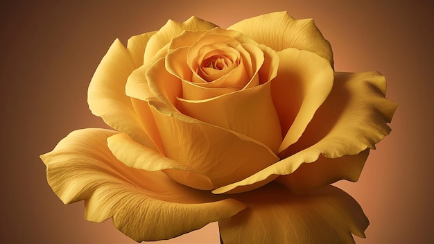 a yellow rose with a red background