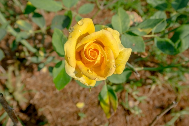 Yellow rose with water drops in a garden, top view.