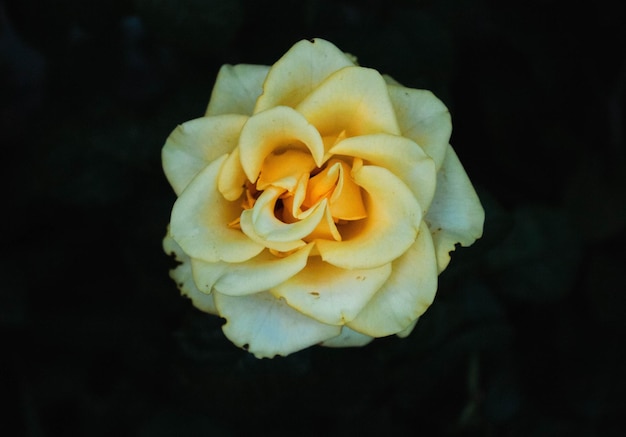 A yellow rose with a white center and a red stripe.