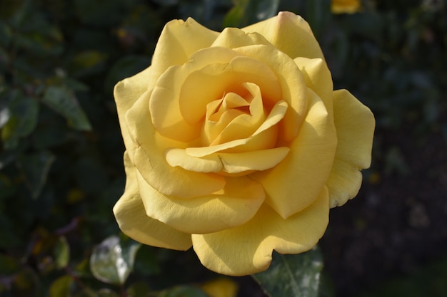 Yellow Rose