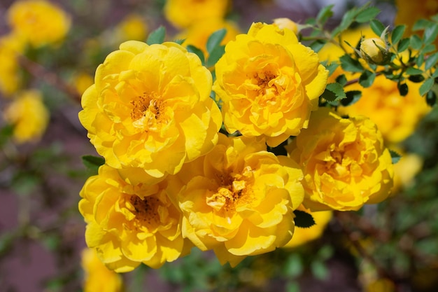 Yellow rosehip Bush in bloom on a sunny day