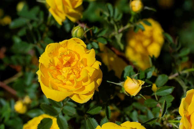 Yellow rosehip Bush in bloom on a sunny day