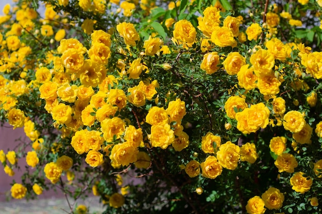 Yellow rosehip Bush in bloom on a sunny day