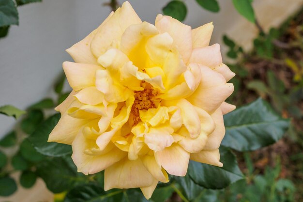 Yellow roses flower in the garden