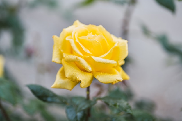 Yellow roses on fresh green leaf.