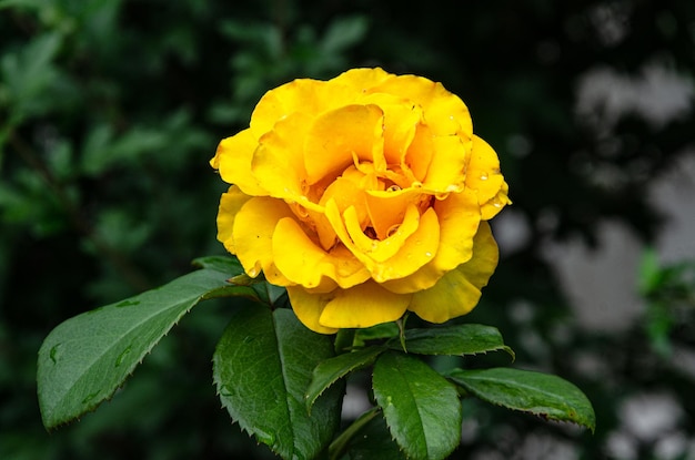 Yellow roses in the garden on a summer day after rain.