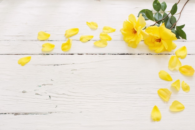 Yellow roses on white wooden background