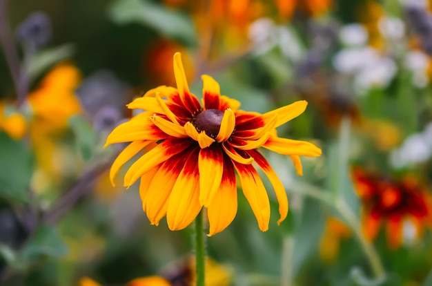 Yellow Rudbeckia flower close up