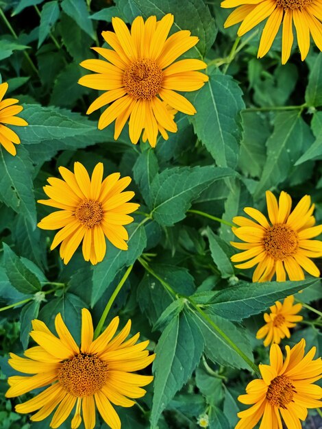 Yellow Rudbeckia flowers in the garden