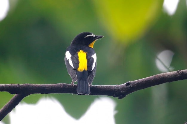 Yellow-rumped Flycatcher Ficedula zanthopygia Beautiful Male Birds of Thailand perching on the tree