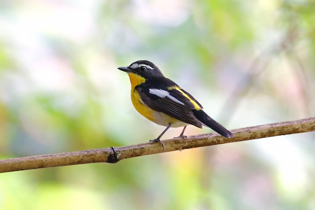 Yellow-rumped Flycatcher Ficedula zanthopygia Beautiful Male Birds of Thailand