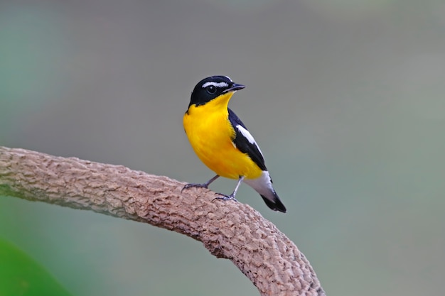 Yellow-rumped Flycatcher Ficedula zanthopygia Beautiful Male Birds of Thailand