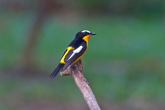 Yellow-rumped Flycatcher Ficedula zanthopygia Beautiful Male Birds of Thailand