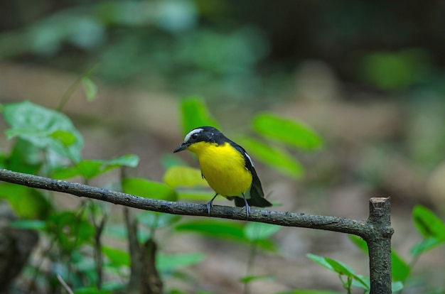 Yellow-rumped flycatcher (Ficedula zanthopygia) in nature of Thailand