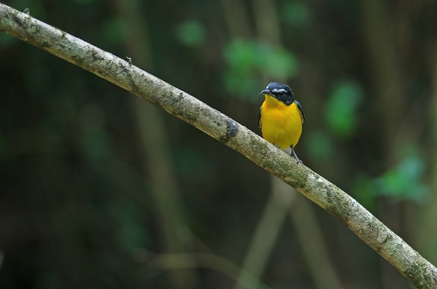 Yellow-rumped flycatcher (Ficedula zanthopygia) in nature