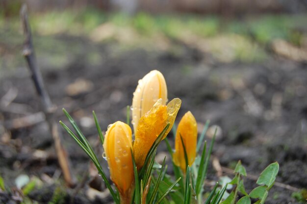 Yellow saffron grows from the ground in spring